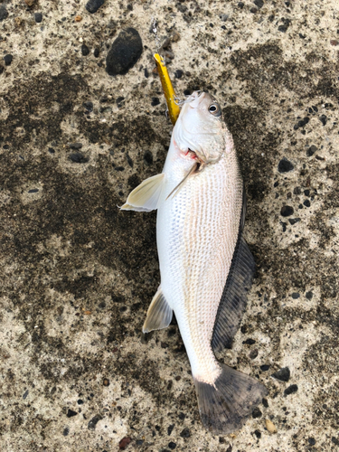 イシモチの釣果