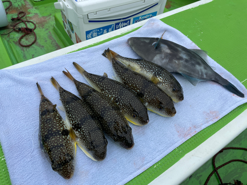 ショウサイフグの釣果