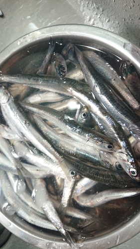 釣果