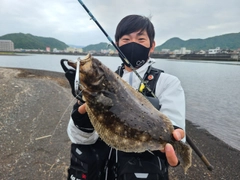 ヒラメの釣果