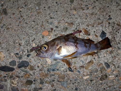 メバルの釣果