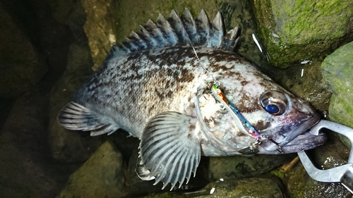 クロソイの釣果