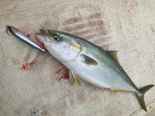 ハマチの釣果