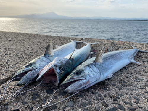 サゴシの釣果