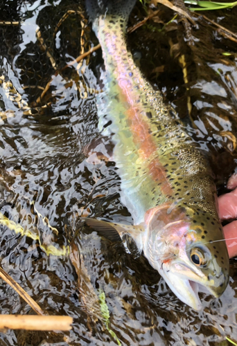 ニジマスの釣果