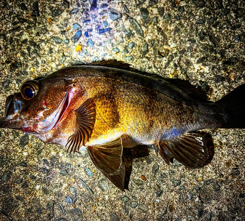 メバルの釣果