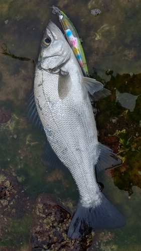 ヒラスズキの釣果