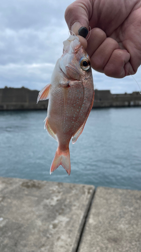 タイの釣果