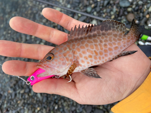 オオモンハタの釣果