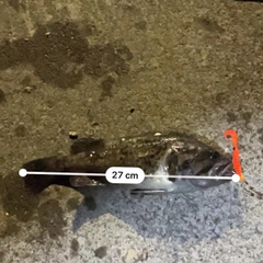 クロソイの釣果