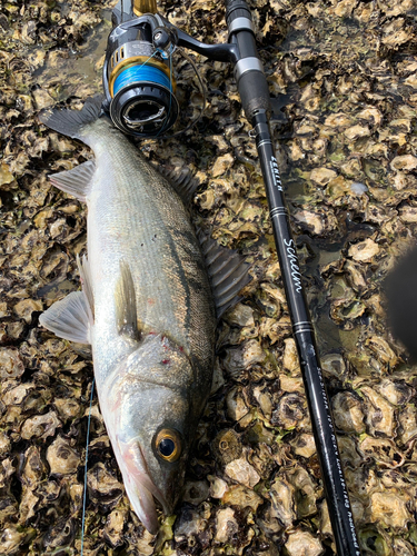 マルスズキの釣果