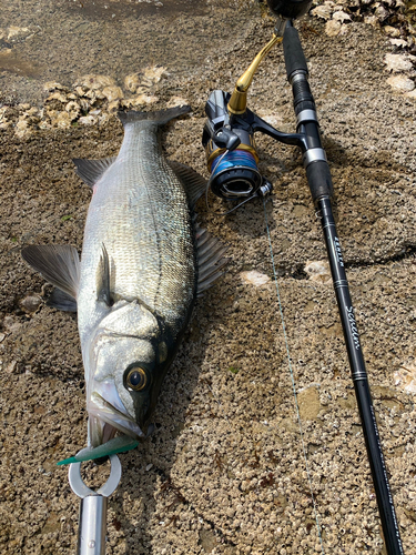 ヒラスズキの釣果