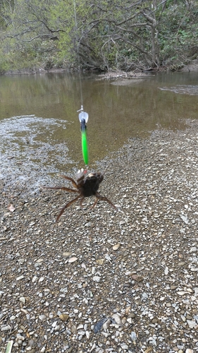 カニの釣果