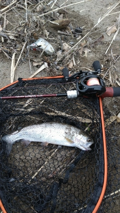 ニジマスの釣果