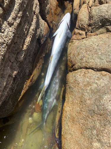 ヤズの釣果