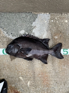 イシダイの釣果