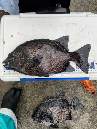 イシガキダイの釣果