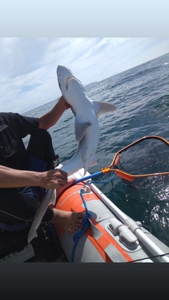 サメの釣果