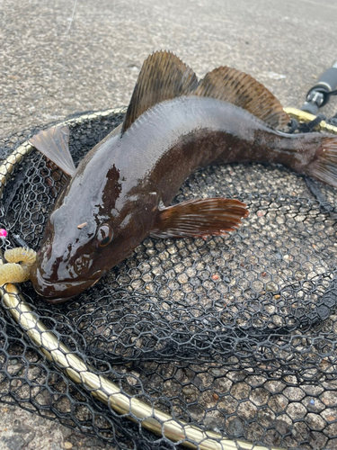 アイナメの釣果