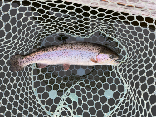 ニジマスの釣果