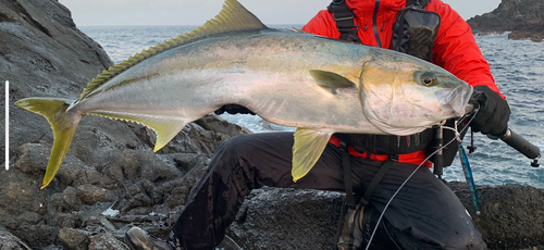 ヒラマサの釣果