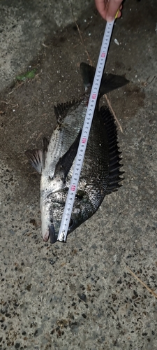 クロダイの釣果