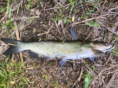 アメリカナマズの釣果