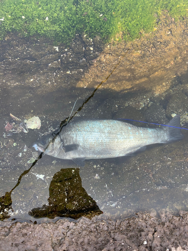 ヒラスズキの釣果