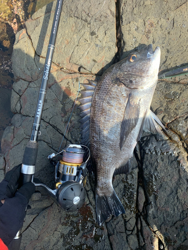 チヌの釣果