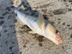 ホッケの釣果