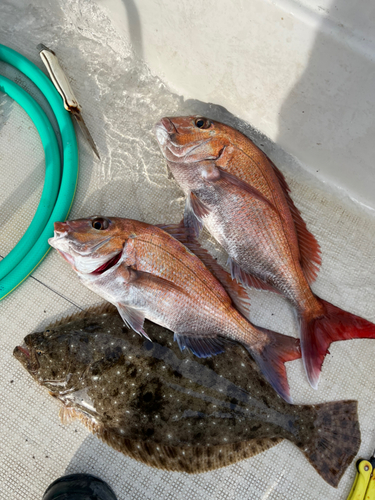 マダイの釣果