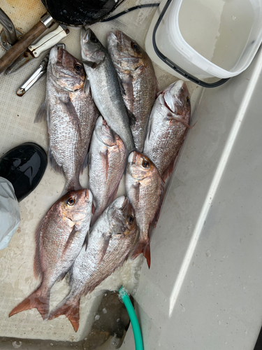 マダイの釣果