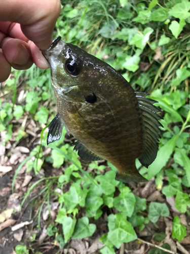 ブルーギルの釣果