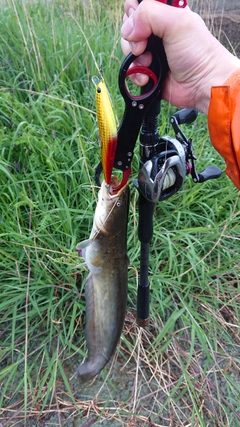 ニホンナマズの釣果