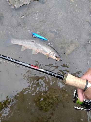 ウグイの釣果