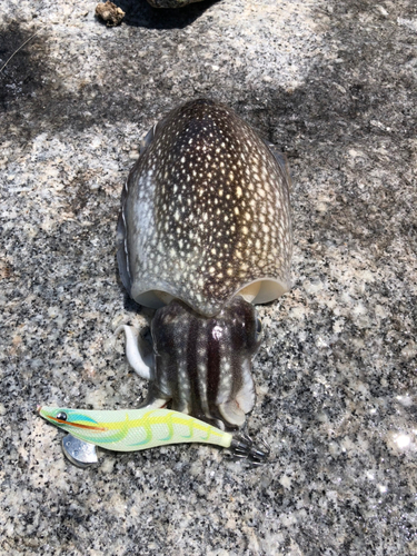 シリヤケイカの釣果