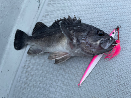 クロソイの釣果