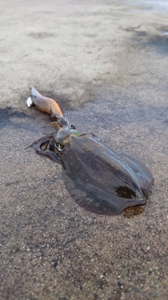 アオリイカの釣果