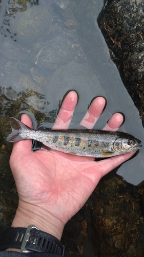 アマゴの釣果