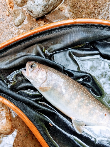 イワナの釣果