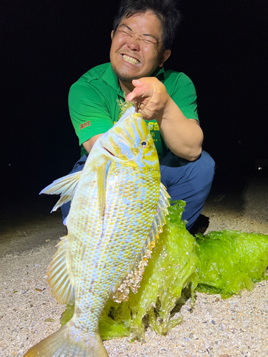 ハマフエフキの釣果