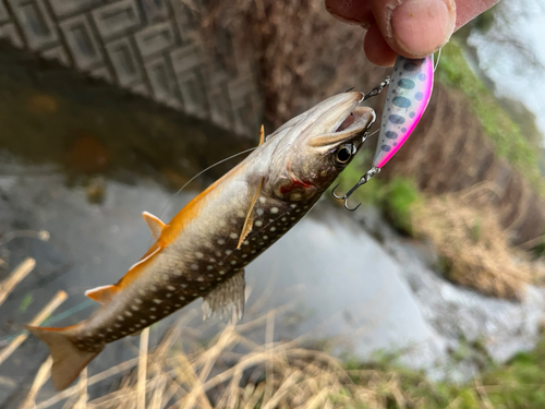 イワナの釣果