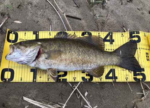 スモールマウスバスの釣果