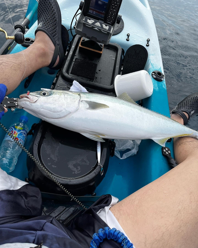 ブリの釣果