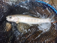 イワナの釣果