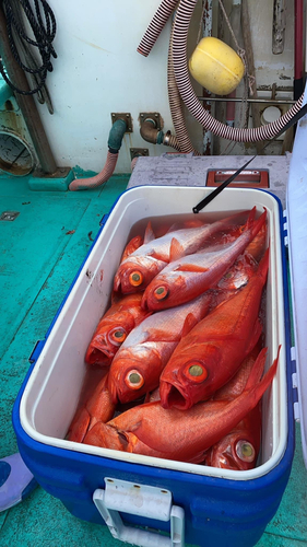 キンメダイの釣果