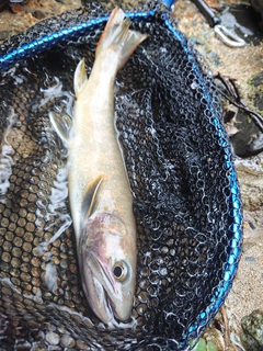 イワナの釣果