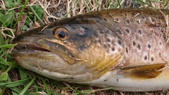 ブラウントラウトの釣果