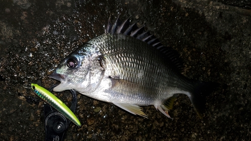 キビレの釣果