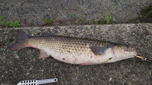 メナダの釣果